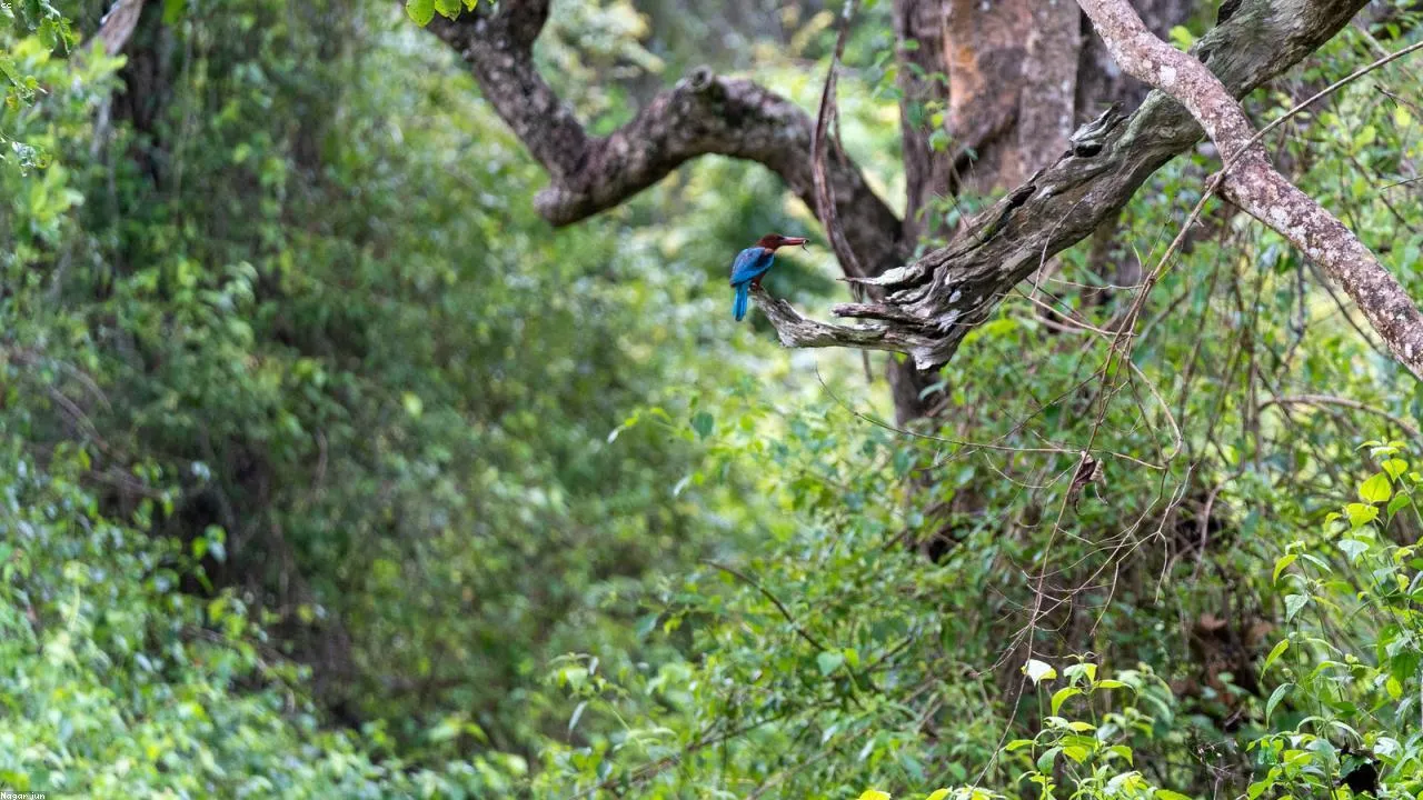 Jungle safari tourism business growing bookings through bRIDGIN' Facebook ad campaigns